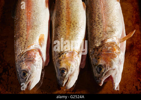 Appena pescato trota di fiume dalla Pennsylvania centrale Foto Stock