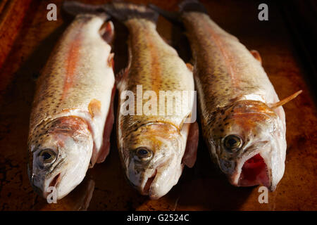 Appena pescato trota di fiume dalla Pennsylvania centrale Foto Stock