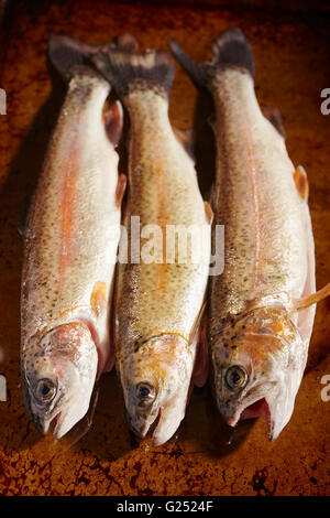 Appena pescato trota di fiume dalla Pennsylvania centrale Foto Stock