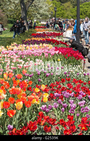 Letto di tulipani in fiore Brooklyn Botanic Garden, New York, Stati Uniti d'America Foto Stock