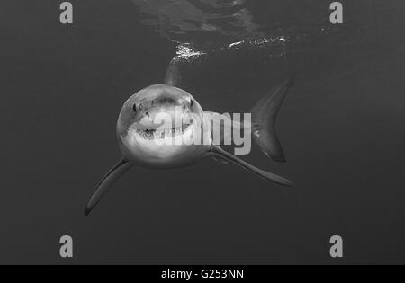 Il grande squalo bianco, Carcharodon carcharias, in acqua blu, Nettuno isole a Sud Australia. Foto Stock