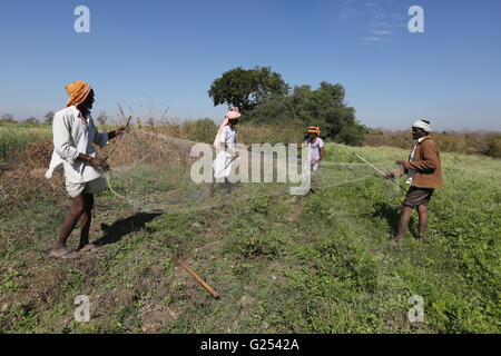 Eh tribù - cacciatori tribali mettendo su una rete di nylon per la cattura di conigli. Injegaon nel Maharashtra in India Foto Stock