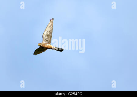 Grillaio (Falco naumanni), maschio adulto in volo, Alta Baviera, Germania, Europa Foto Stock