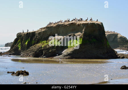 Sule sull isola rocciosa Foto Stock