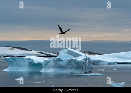 Brown Skua sorvolano iceberg de Cuverville Island , Antartide Foto Stock