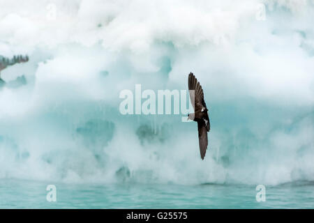 Il Wilson's Storm Petrel in volo Brown Bluff, Antartide Foto Stock