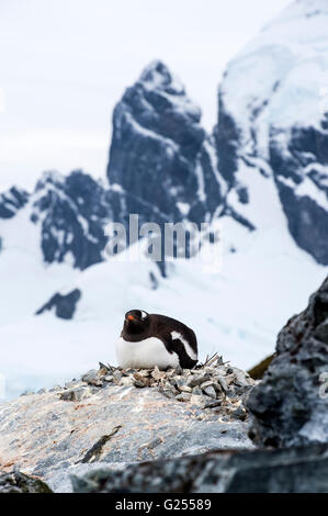 Pinguino Gentoo adulto su nest de Cuverville Island , Antartide Foto Stock