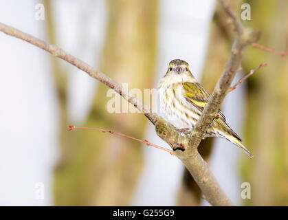 Eurasian lucherino seduto su un ramoscello di un albero Foto Stock