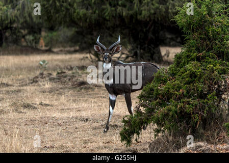 Montagna Nyala maschi adulti montagne della balla, Etiopia, Africa Foto Stock