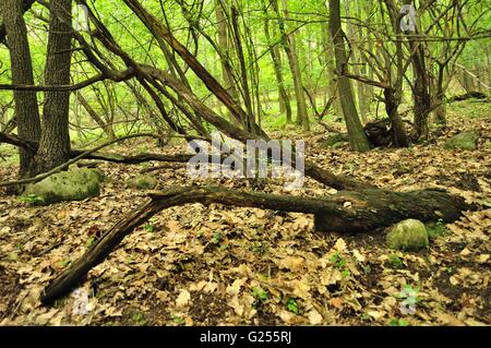 Un vecchio tronco di albero che giace nella foresta verde Foto Stock