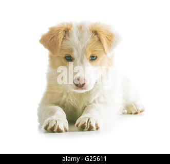 Ee red Border Collie cucciolo. Giovane cane isolato su sfondo bianco. Foto Stock