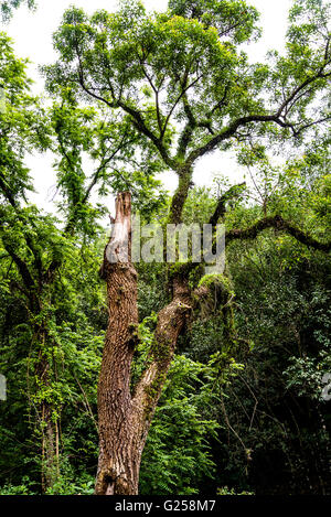 La foresta subtropicale nella periferia di Salta Argentina Foto Stock