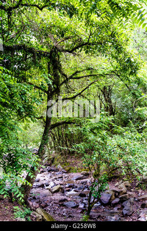 La foresta subtropicale nella periferia di Salta Argentina Foto Stock