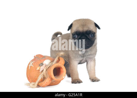 Un mese pug cucciolo di sabbia colore beige isolato su bianco Foto Stock