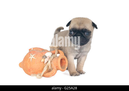 Un mese pug cucciolo di sabbia colore beige isolato su bianco Foto Stock