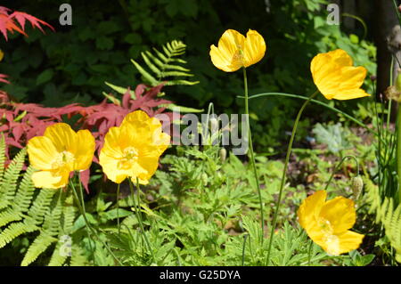 Il Welsh papavero, è una pianta perenne fioritura delle piante nella famiglia di papavero Papaveraceae. Meconopsis cambrica Foto Stock
