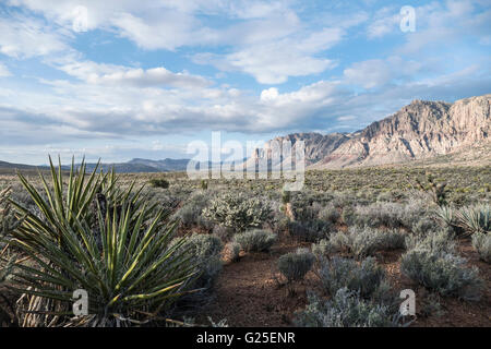 Mattina di primavera nel Red Rock Canyon National Conservation area vicino a Las Vegas, Nevada, USA. Foto Stock