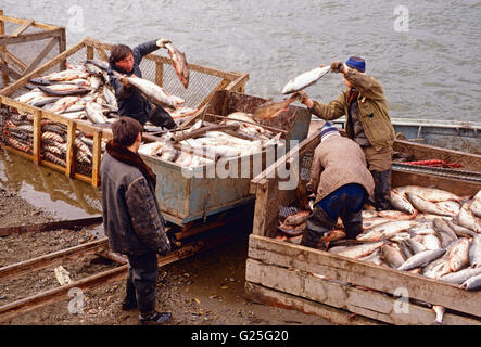 Gli uomini lo scarico appena pescato il pesce Salmone; impianto di trasformazione; Ust Belaya; Chukchi Peninsula; Magadon regione; la Federazione russa Foto Stock