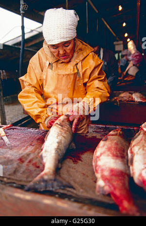 Nativo di donna che lavorano in un pesce salmone all' impianto di trasformazione, Ust Belaya, Chukchi Peninsula, Regione Magadon, Federazione russa Foto Stock