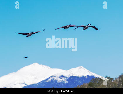 Oche del Canada in volo contro il cielo blu e chiaro; coperta di neve Montagne Rocciose in background; Central Colorado; USA Foto Stock