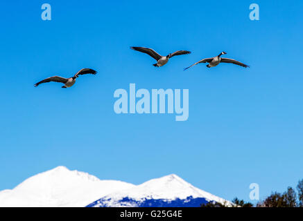 Oche del Canada in volo contro il cielo blu e chiaro; coperta di neve Montagne Rocciose in background; Central Colorado; USA Foto Stock