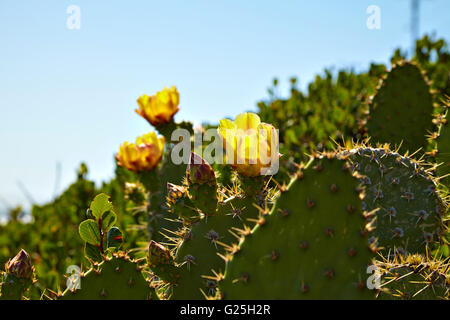 Fioritura cactus indiano e coperta di fiori di campo Foto Stock