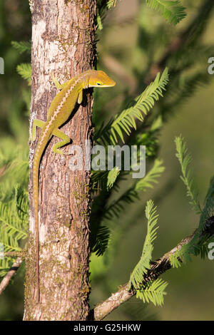 Carolina anole (Anolis carolinensis) in Cypress isola conservare sul litorale del Lago di Martin Foto Stock
