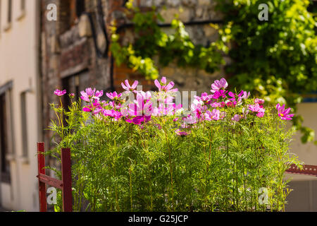 Blooming cosmos fiori su una strada della città sullo sfondo Foto Stock