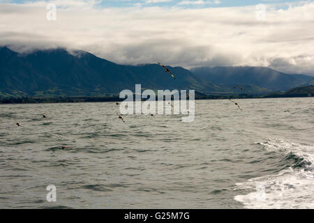 Capo i piccioni volare oltre oceano pacifico nei pressi di Kaikoura. Foto Stock