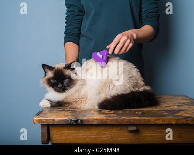 Una giovane donna è un grooming capelli lunghi Birman cat Foto Stock