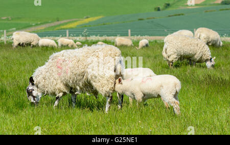 Gregge di pecore (Ovis aries) con gli agnelli di allattamento il latte dalla loro madre sulla South Downs nel West Sussex, in Inghilterra, Regno Unito. Foto Stock