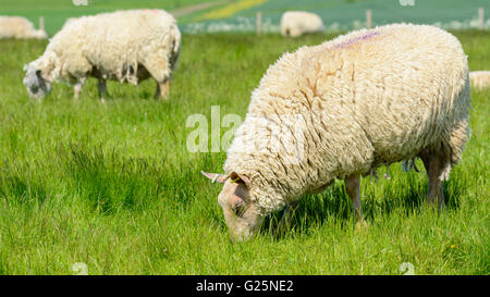 Un gregge di pecore bianche (Ovis Aries) che pascolano in un campo sul South Downs nel Sussex occidentale, Inghilterra, Regno Unito. Foto Stock