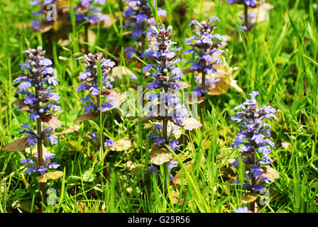 Viola selvatica Ajuga Reptans che fiorisce in primavera Foto Stock