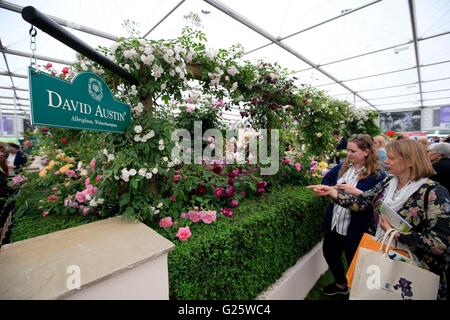 Visitatori guardare rose inglesi sul display di David Austin Roses, che è stato riconosciuto con un Gold Award nel grande padiglione premi al 2016 RHS Chelsea Flower Show. Foto Stock