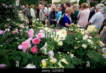 Visitatori guardare rose inglesi sul display di David Austin Roses, che è stato riconosciuto con un Gold Award nel grande padiglione premi al 2016 RHS Chelsea Flower Show. Foto Stock