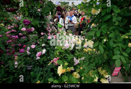 Visitatori guardare rose inglesi sul display di David Austin Roses, che è stato riconosciuto con un Gold Award nel grande padiglione premi al 2016 RHS Chelsea Flower Show. Foto Stock