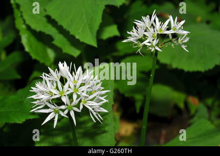 Allium ursinum noto anche come aglio selvatico, ramsons, buckrams, legno aglio e l'aglio orsino Foto Stock