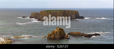 Larry Bane Testa e pecore isola dell'Ulster Modo e Causeway Percorso Costiero nella contea di Antrim Irlanda del Nord Foto Stock