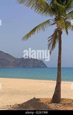 Palm Tree sulla spiaggia in Sharjah Emirati arabi uniti Foto Stock