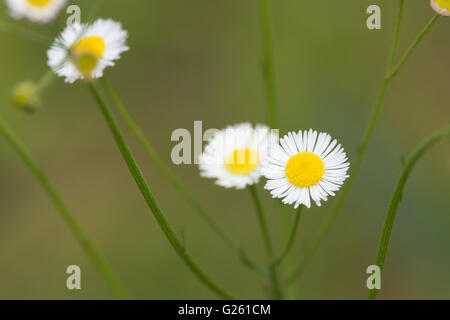 Prairie (Lesser daisy) fleabane Erigeron strigosus Foto Stock