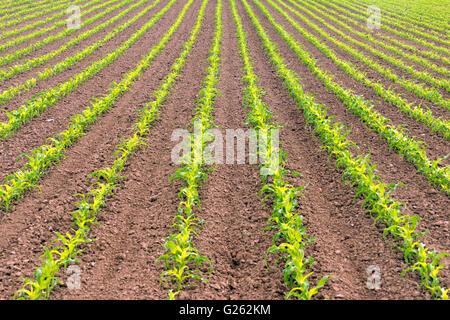 Il contadino del campo della Oregon di mais alimentare agricoltura coltivatore Foto Stock