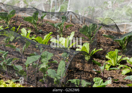 giovani piantine di verdure che crescono in file Foto Stock