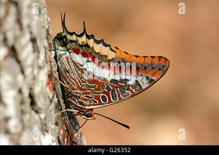 Due-tailed pasha bere a farfalla Foto Stock