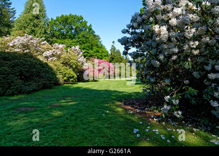 Heaven's Gate, Longleat, Wiltshire, Regno Unito. Xxiv Maggio, 2016. Rododendri e azalee in fiore a Heaven's Gate sul Longleat estate nel Wiltshire su una bella mattina di sole. Credito: Andrew Harker/Alamy Live News Foto Stock