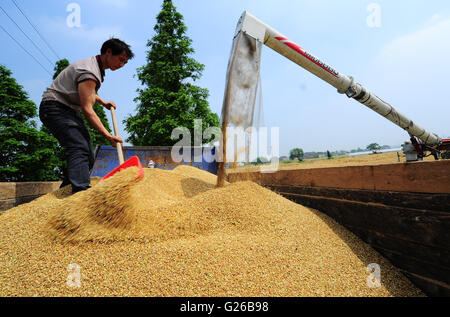 Suzhou, cinese della provincia di Jiangsu. 25 Maggio, 2016. Un agricoltore di raccolti di frumento a Heqiao Village di Taicang, est cinese della provincia di Jiangsu, il 25 maggio 2016. Gli agricoltori di grano raccolto in molte parti della Cina in questo momento dell'anno. Credito: Xu Haixin/Xinhua/Alamy Live News Foto Stock