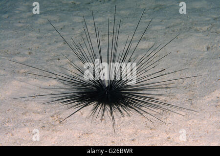 Dicembre 26, 2010 - nero Longspine Urchin, lungo la colonna vertebrale dei ricci di mare (Diadema setosum) Mare Rosso, Egitto, Africa © Andrey Nekrasov/ZUMA filo/ZUMAPRESS.com/Alamy Live News Foto Stock