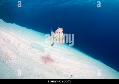 Mar Rosso, Egitto. 3 Mar, 2016. Humpback Turretfish, comunemente chiamato humpback turretfish, casco cowfish, camel cowfish o thornbacked boxfish (Tetrosomus gibbosus) nuota su un fondo sabbioso, Mar Rosso, Egitto, Africa © Andrey Nekrasov/ZUMA filo/ZUMAPRESS.com/Alamy Live News Foto Stock