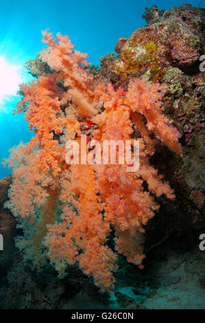 Mar Rosso, Egitto. 3 Mar, 2016. Coralli molli Dendronephthya (sp), Mar Rosso, Egitto, Africa © Andrey Nekrasov/ZUMA filo/ZUMAPRESS.com/Alamy Live News Foto Stock