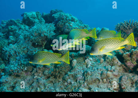 Mar Rosso, Egitto. 24 dic 2010. Scuola di pesce Blackspotted Rubberlip, nero-spotted grunt, grunt africana o Blackspotted rubberlips (Plectorhinchus gaterinus) Mare Rosso, Egitto, Africa © Andrey Nekrasov/ZUMA filo/ZUMAPRESS.com/Alamy Live News Foto Stock