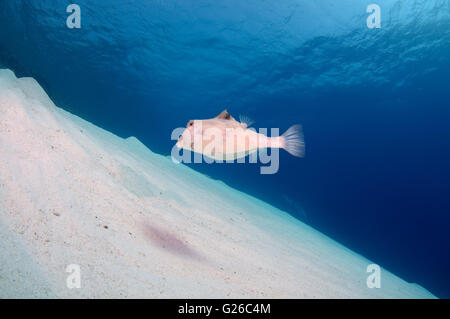 Mar Rosso, Egitto. 3 Mar, 2016. Humpback Turretfish, comunemente chiamato humpback turretfish, casco cowfish, camel cowfish o thornbacked boxfish (Tetrosomus gibbosus) nuota su un fondo sabbioso, Mar Rosso, Egitto, Africa © Andrey Nekrasov/ZUMA filo/ZUMAPRESS.com/Alamy Live News Foto Stock